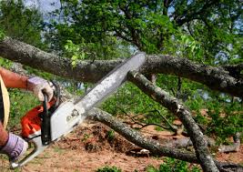 How Our Tree Care Process Works  in  East Farmingdale, NY
