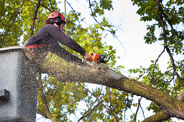 East Farmingdale, NY Tree Services Company